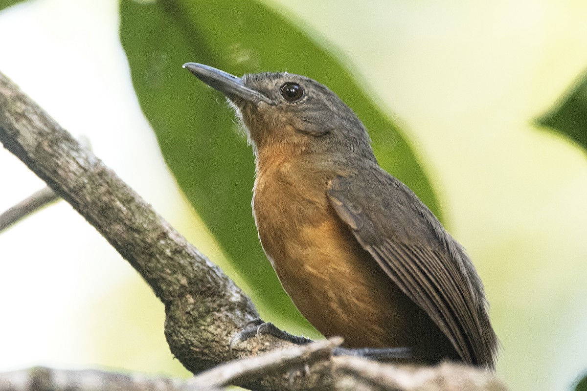 Амазонская муравьянка - ML644712033