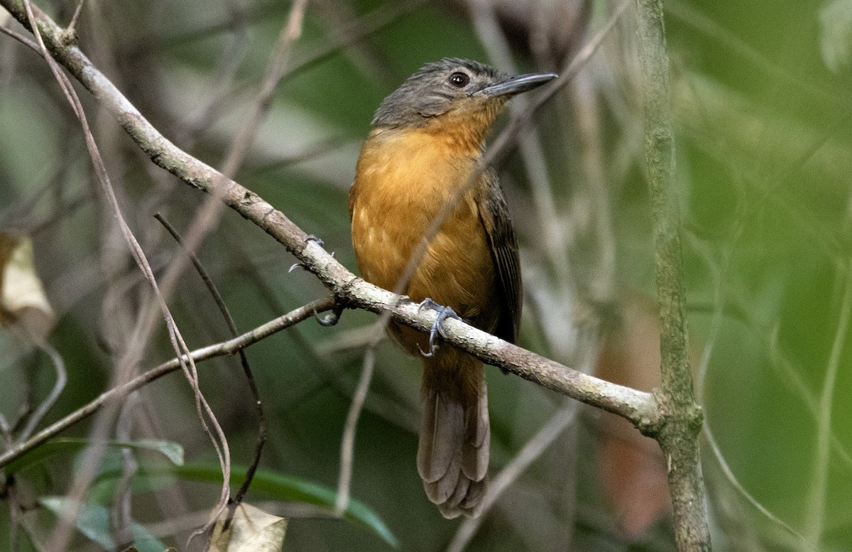 Амазонская муравьянка - ML644712034