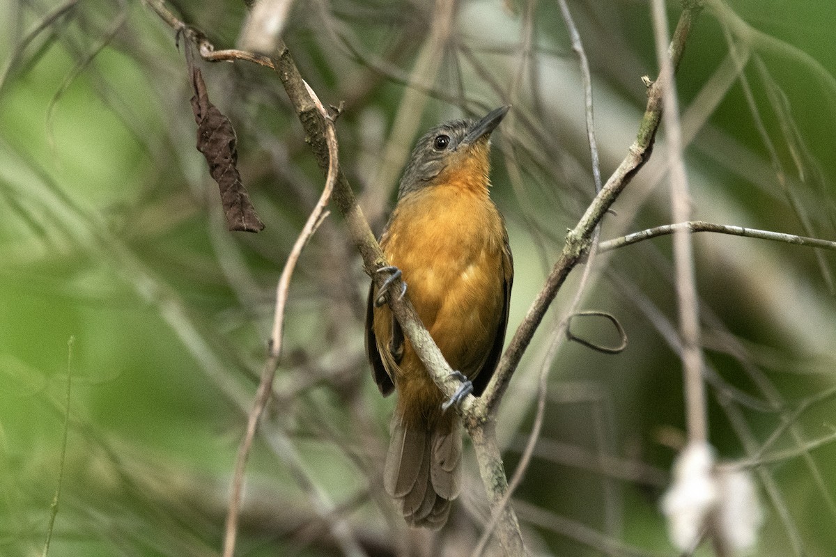 Амазонская муравьянка - ML644712035