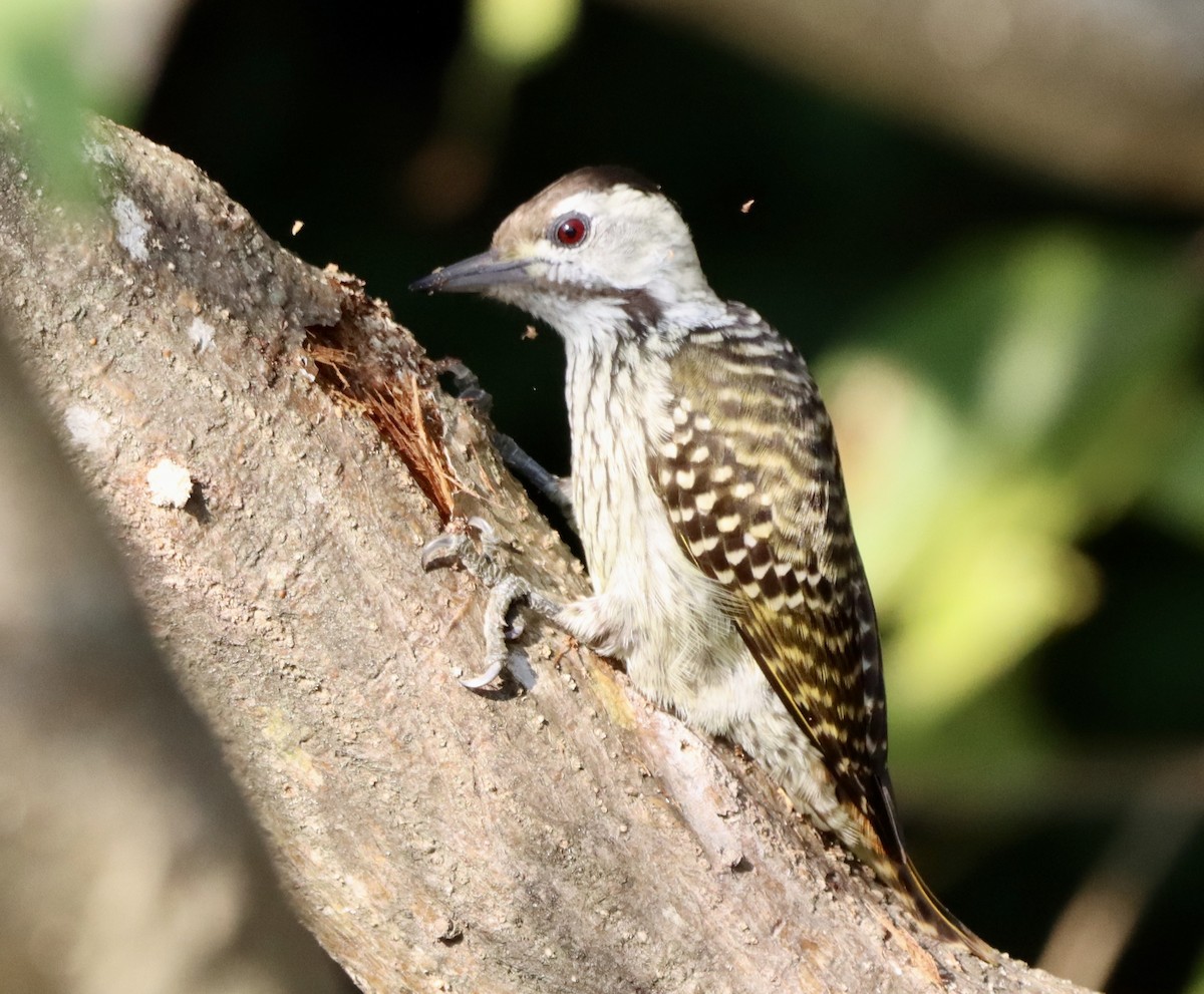 Cardinal Woodpecker - ML644712040