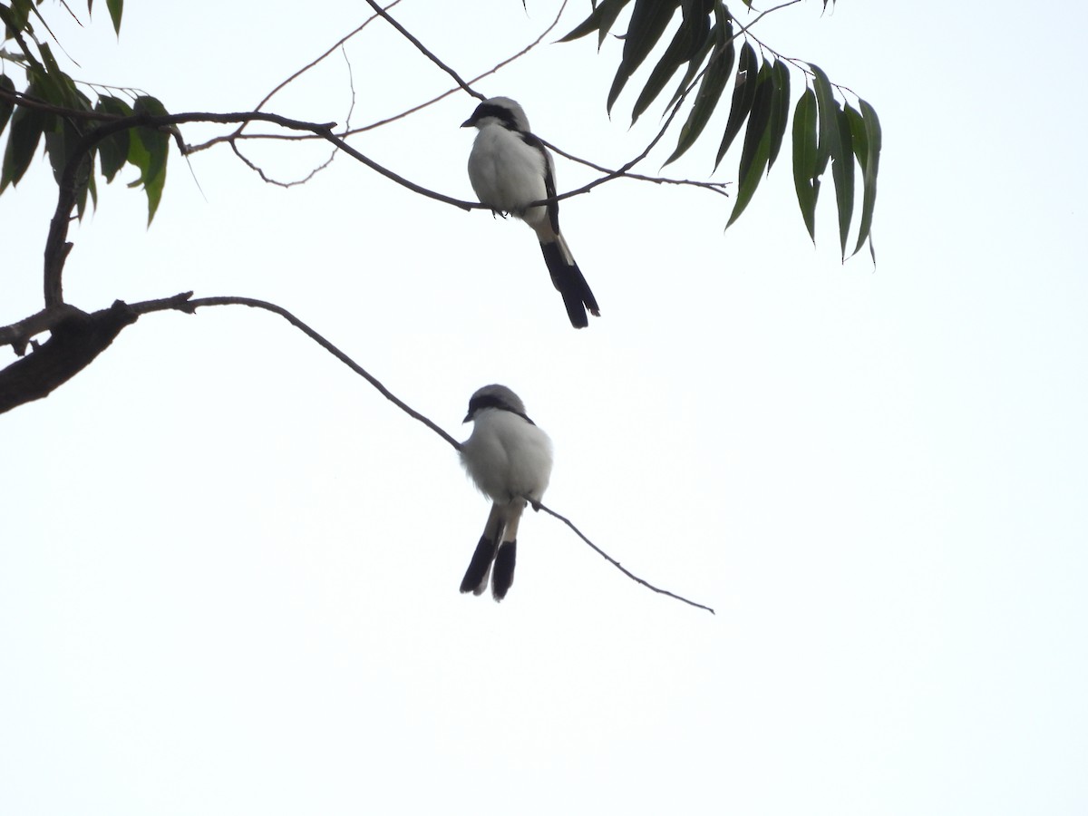 Gray-backed Fiscal - ML644712043