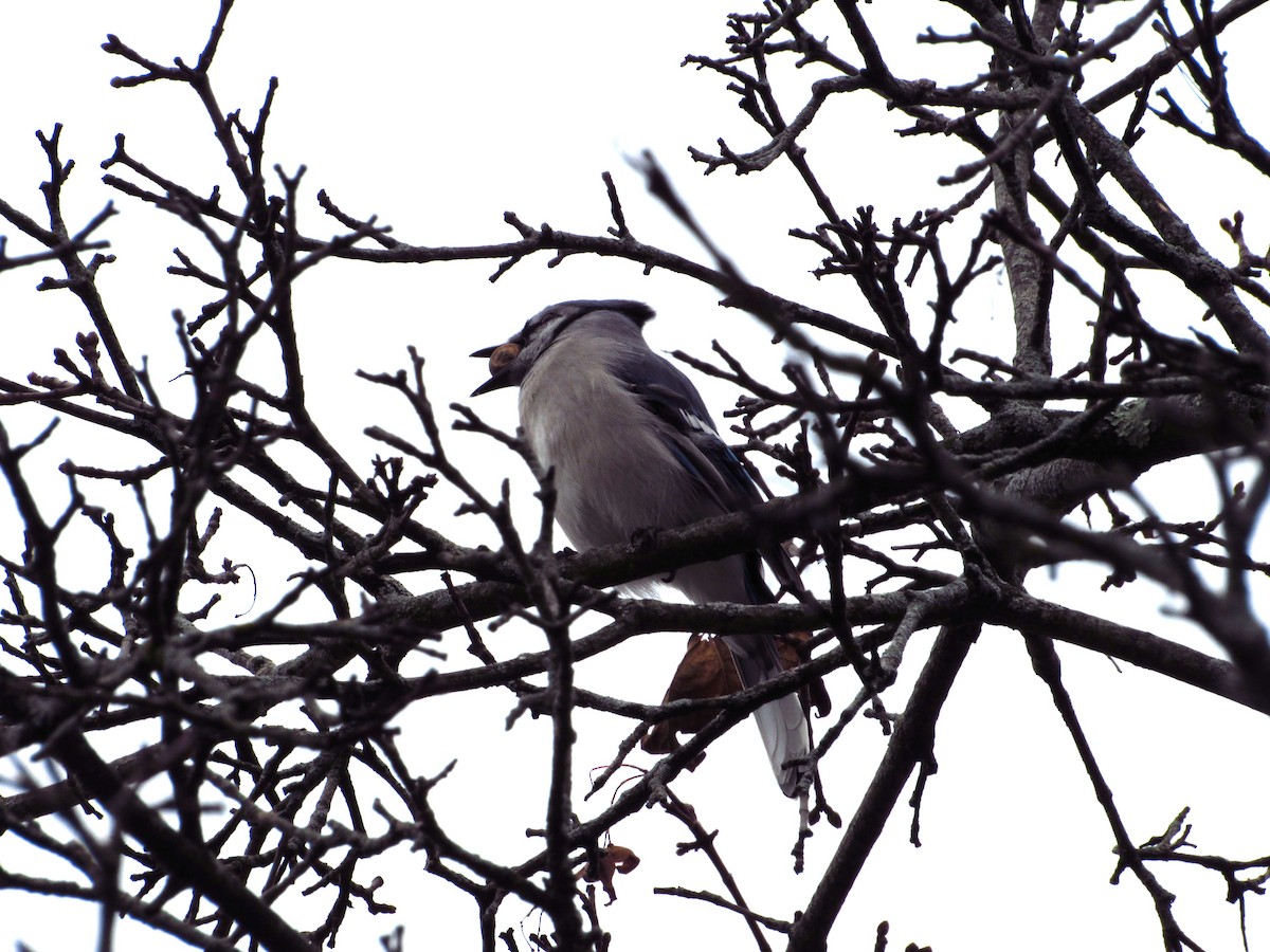 Blue Jay - ML644712052