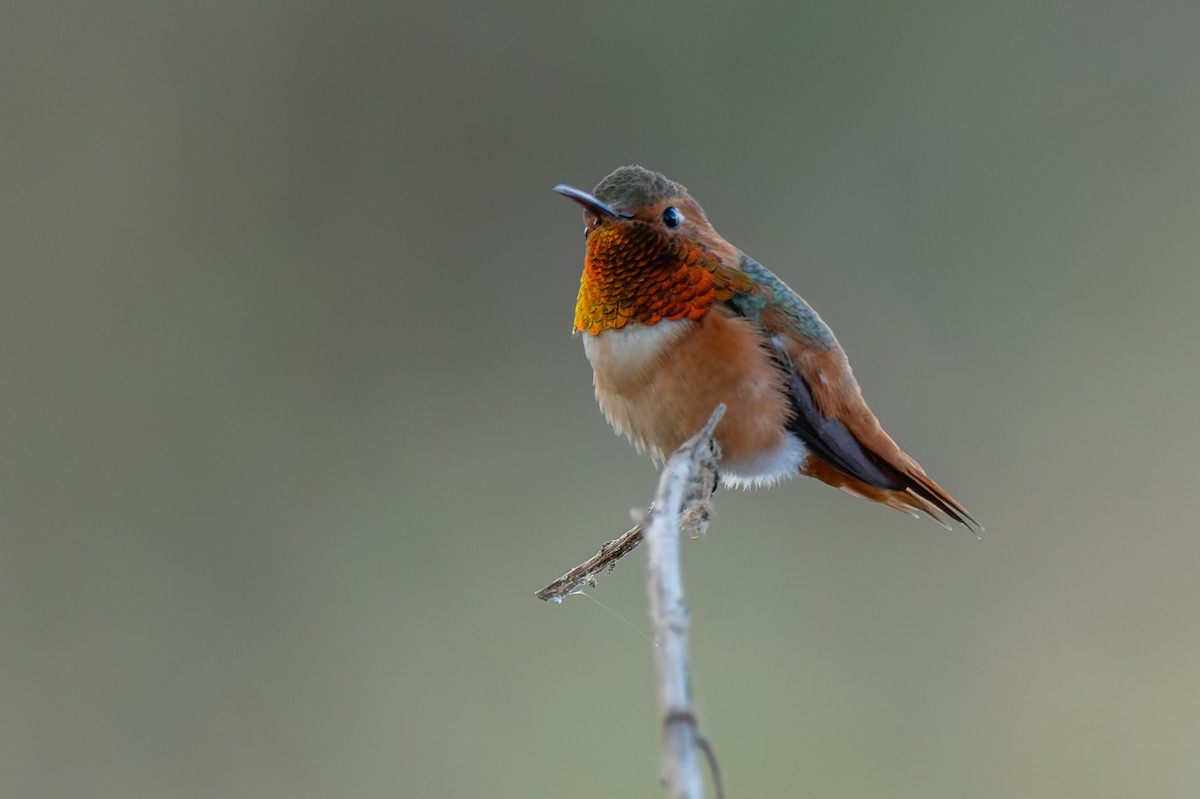 アレンハチドリ - ML644712055