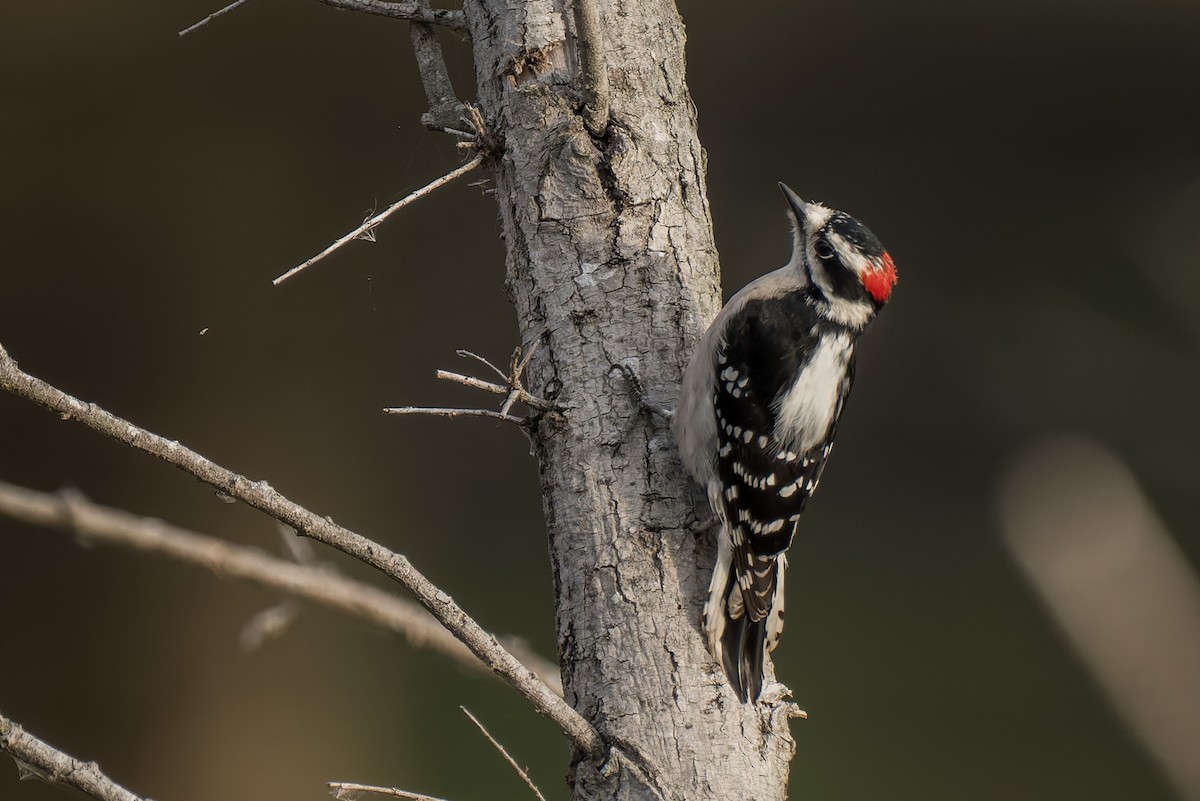 Pic mineur - ML644712068