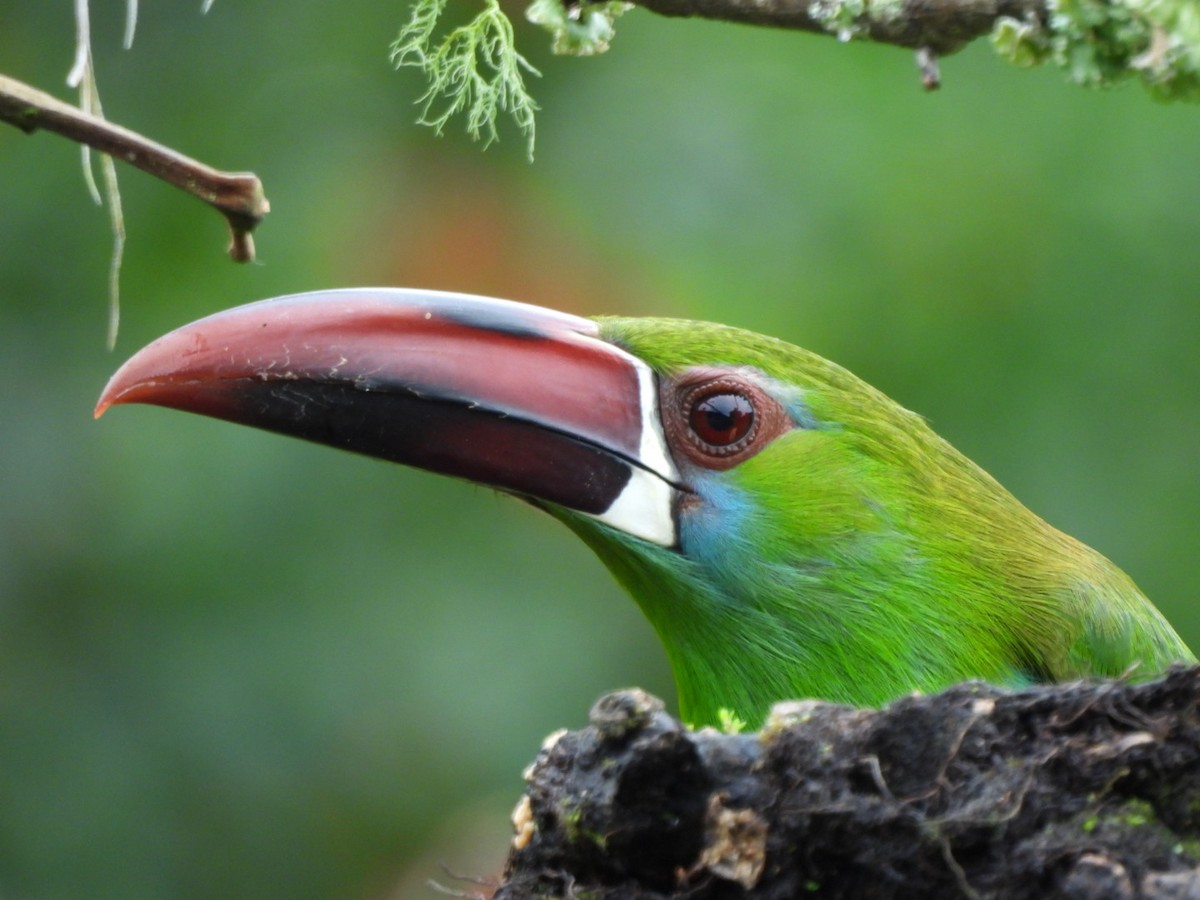 Crimson-rumped Toucanet - ML644712075