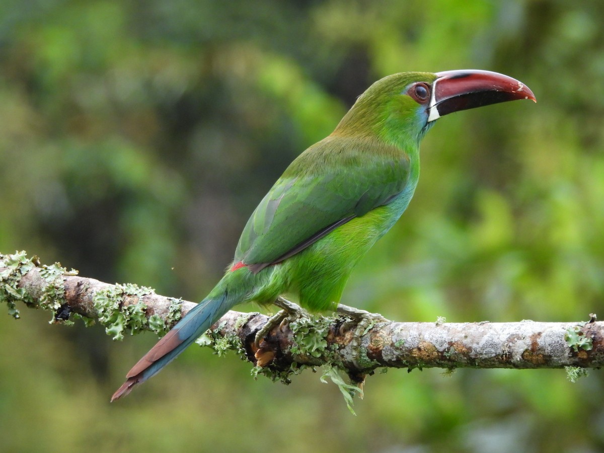 Crimson-rumped Toucanet - ML644712076