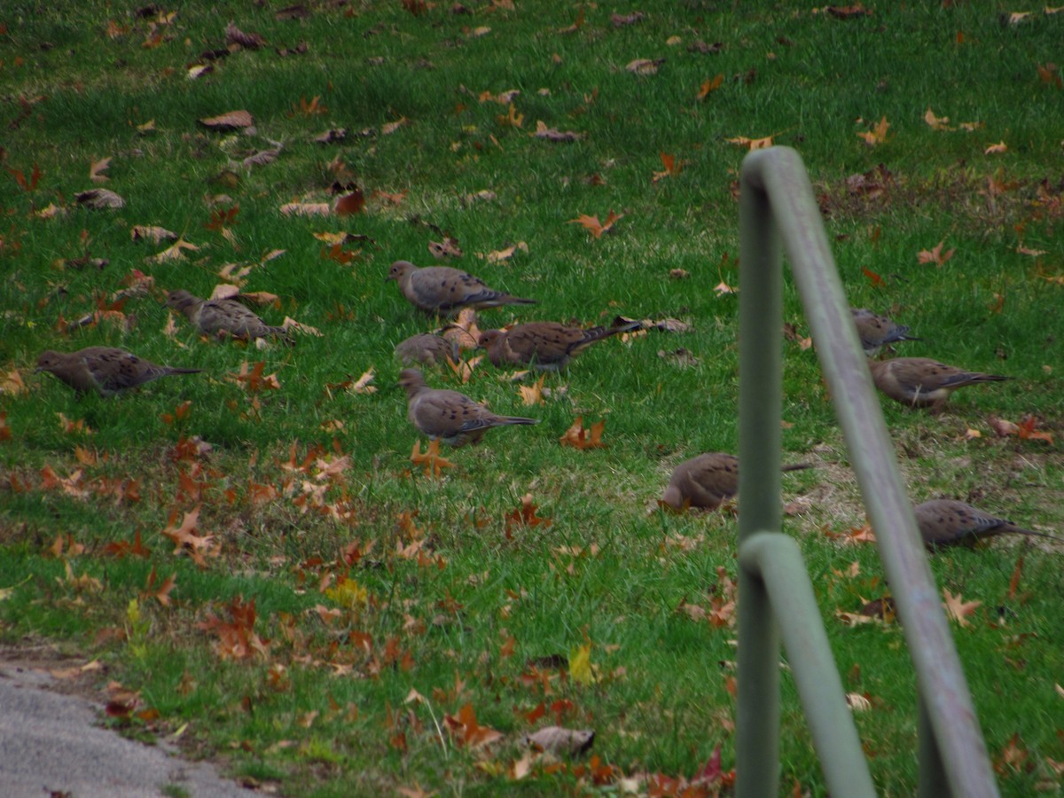 Mourning Dove - ML644712081