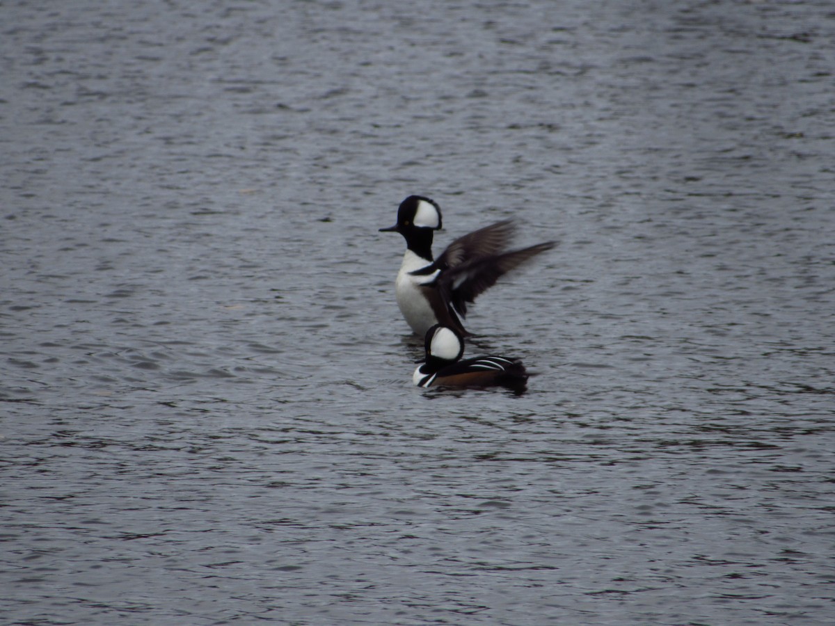 Hooded Merganser - ML644712099