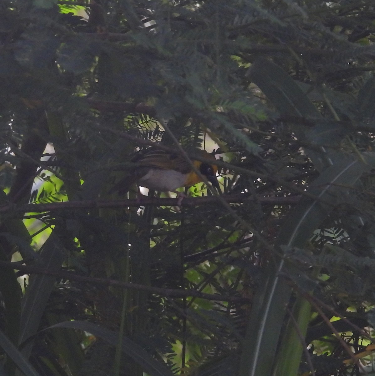 Baglafecht Weaver - ML644712103