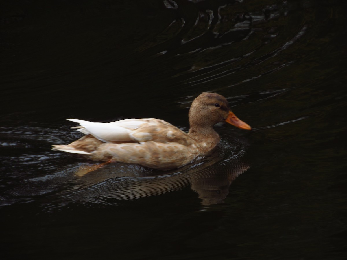 Mallard - ML644712108