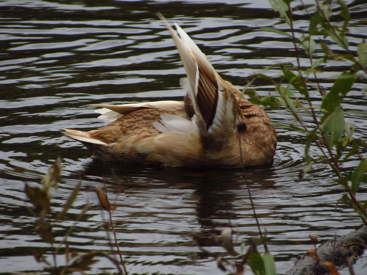 Mallard - ML644712109