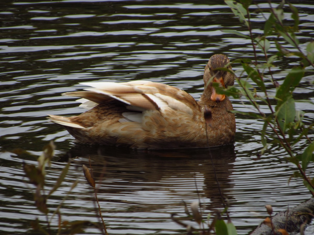 Mallard - ML644712110