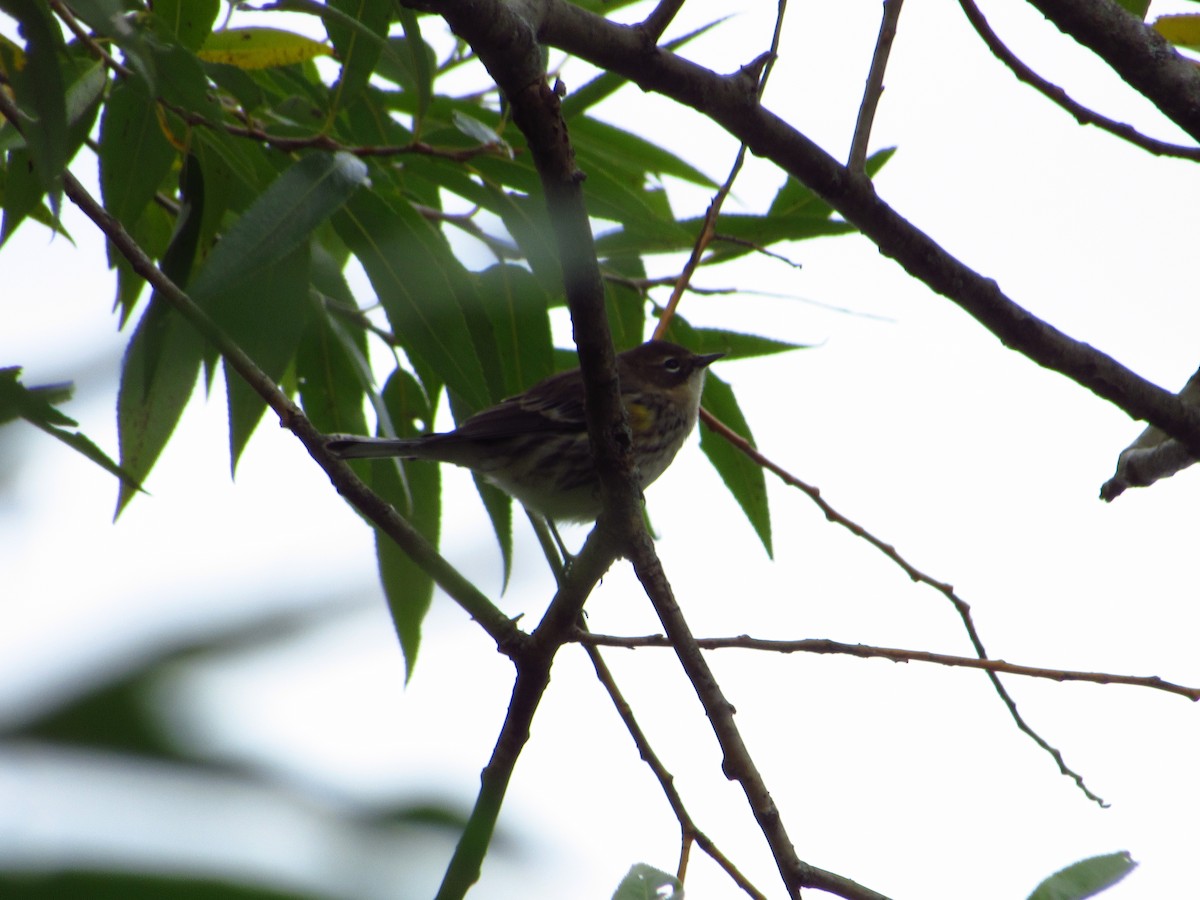 Yellow-rumped Warbler - ML644712118