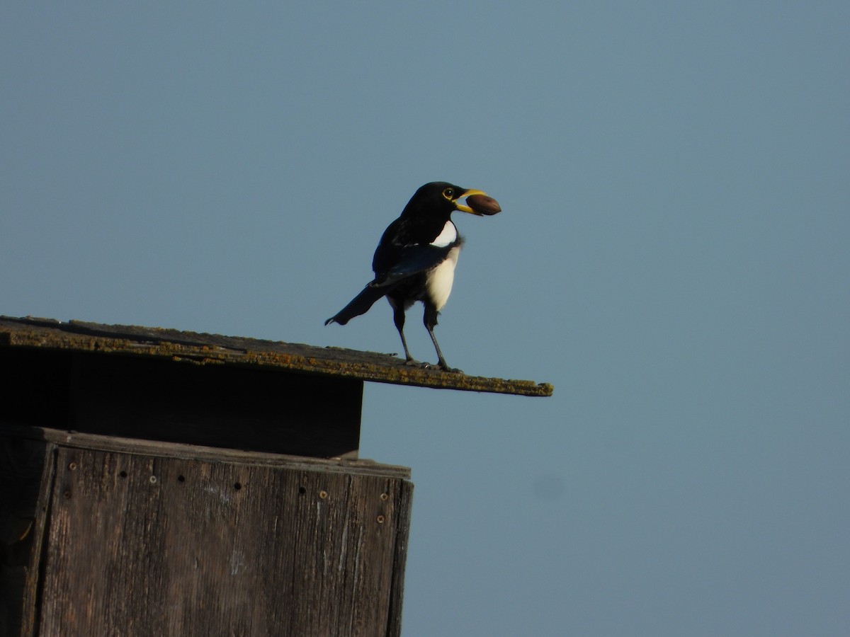 Yellow-billed Magpie - ML644712121