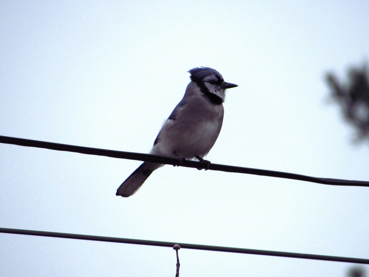 Blue Jay - ML644712132