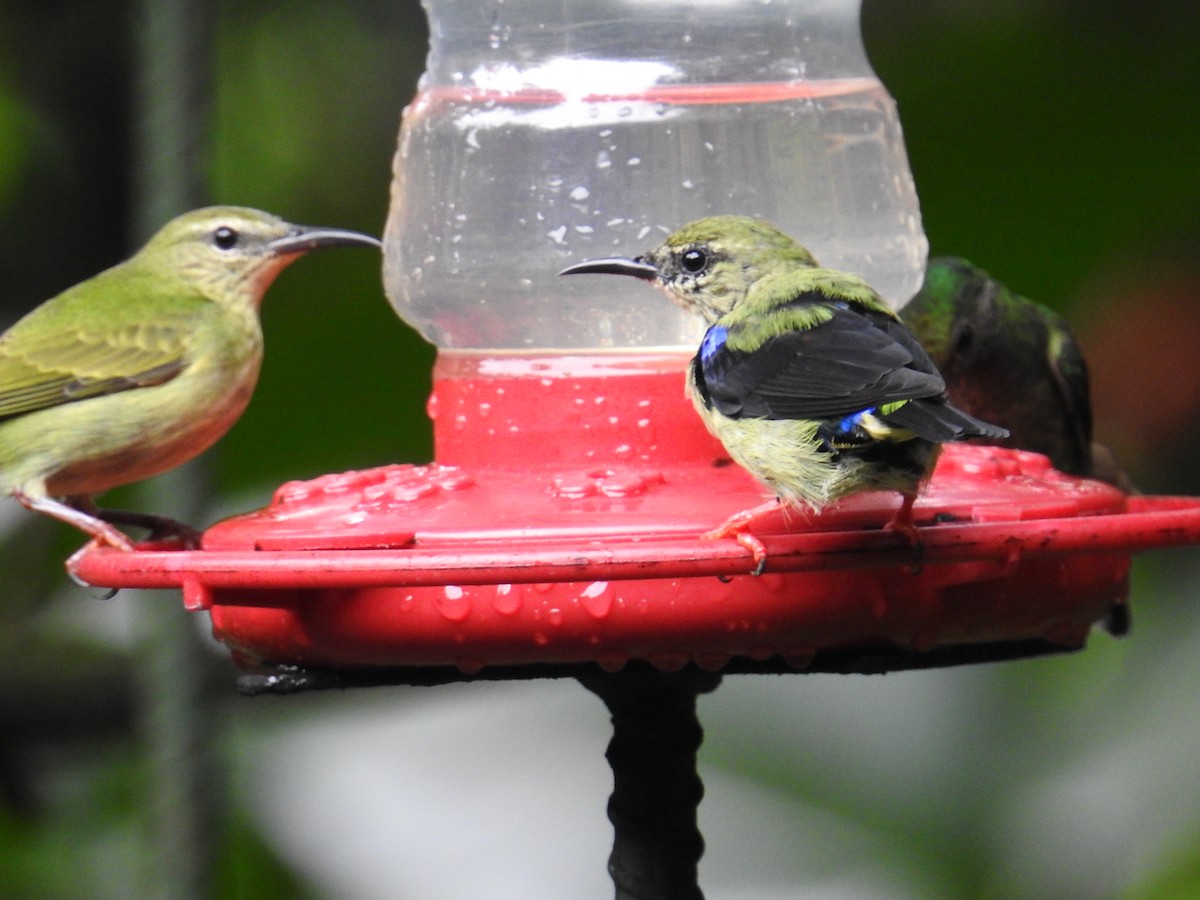 Танагра-медоїд бірюзова - ML644712142