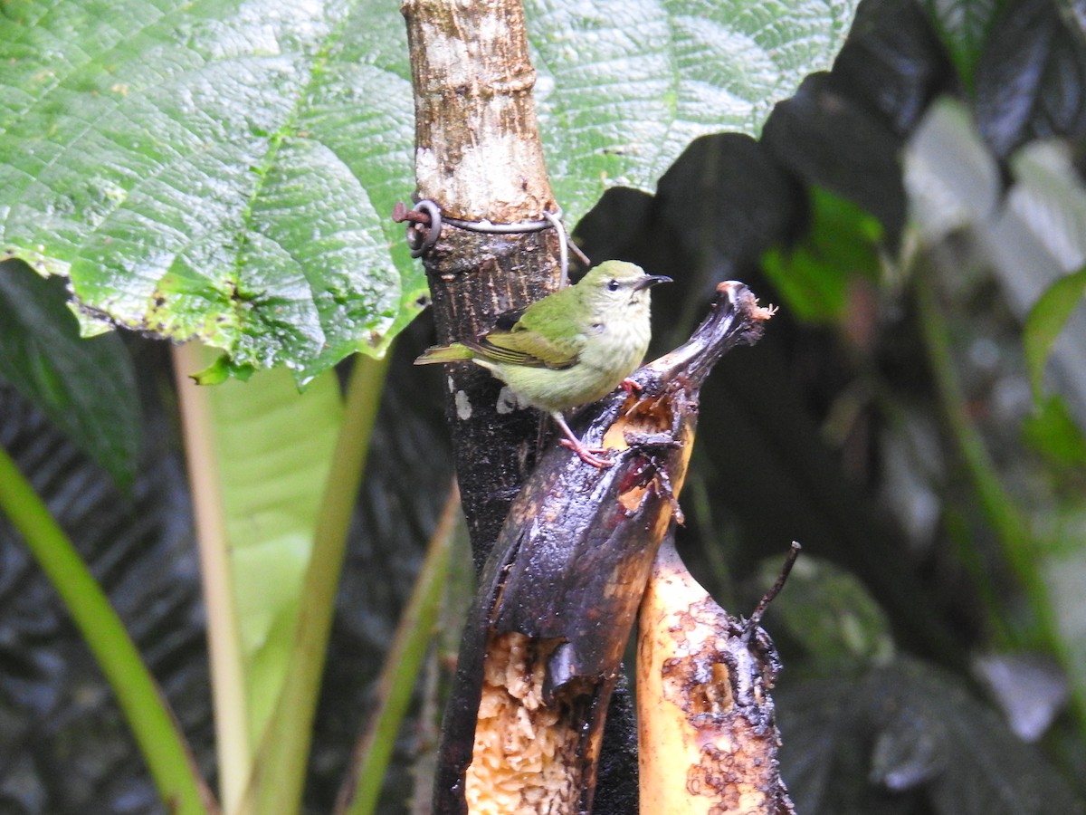 Танагра-медоїд бірюзова - ML644712143