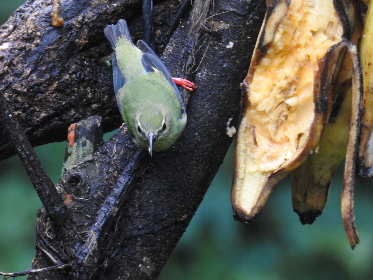 Танагра-медоїд бірюзова - ML644712144