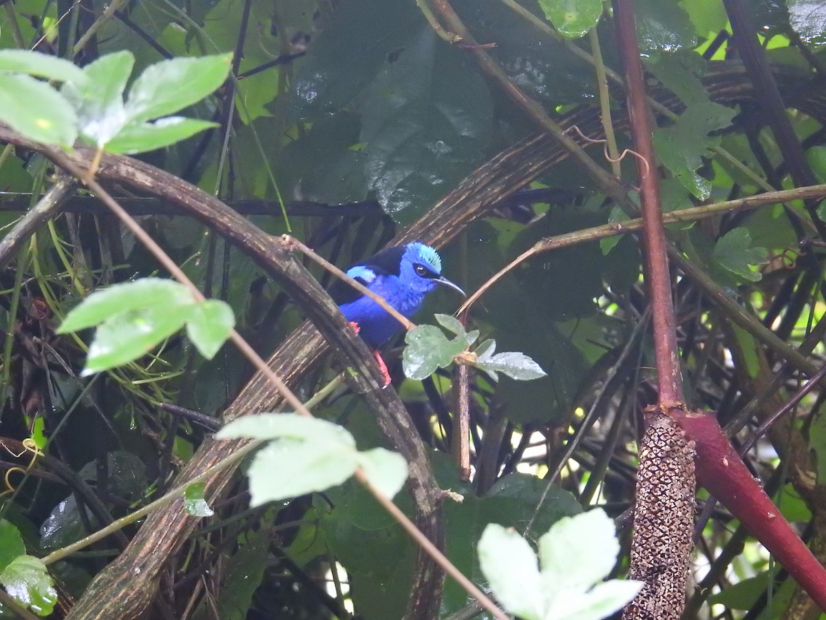 Танагра-медоїд бірюзова - ML644712145