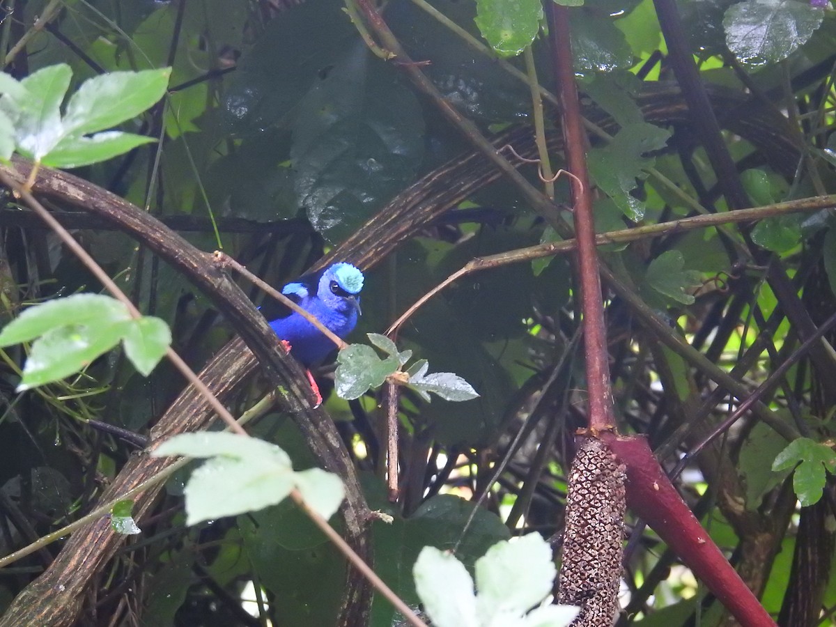 Танагра-медоїд бірюзова - ML644712146