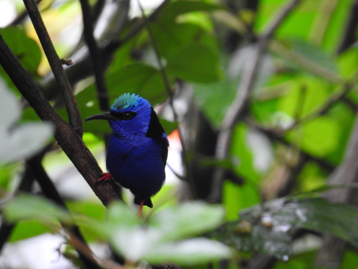 Танагра-медоїд бірюзова - ML644712147