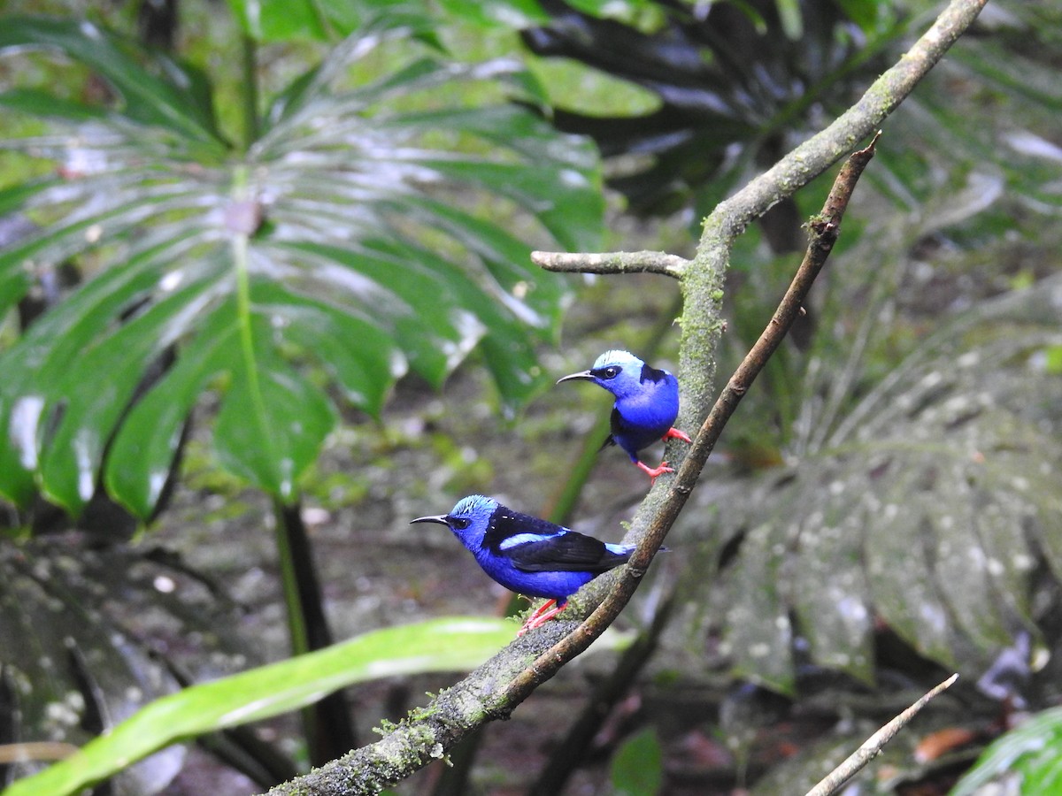 Танагра-медоїд бірюзова - ML644712148