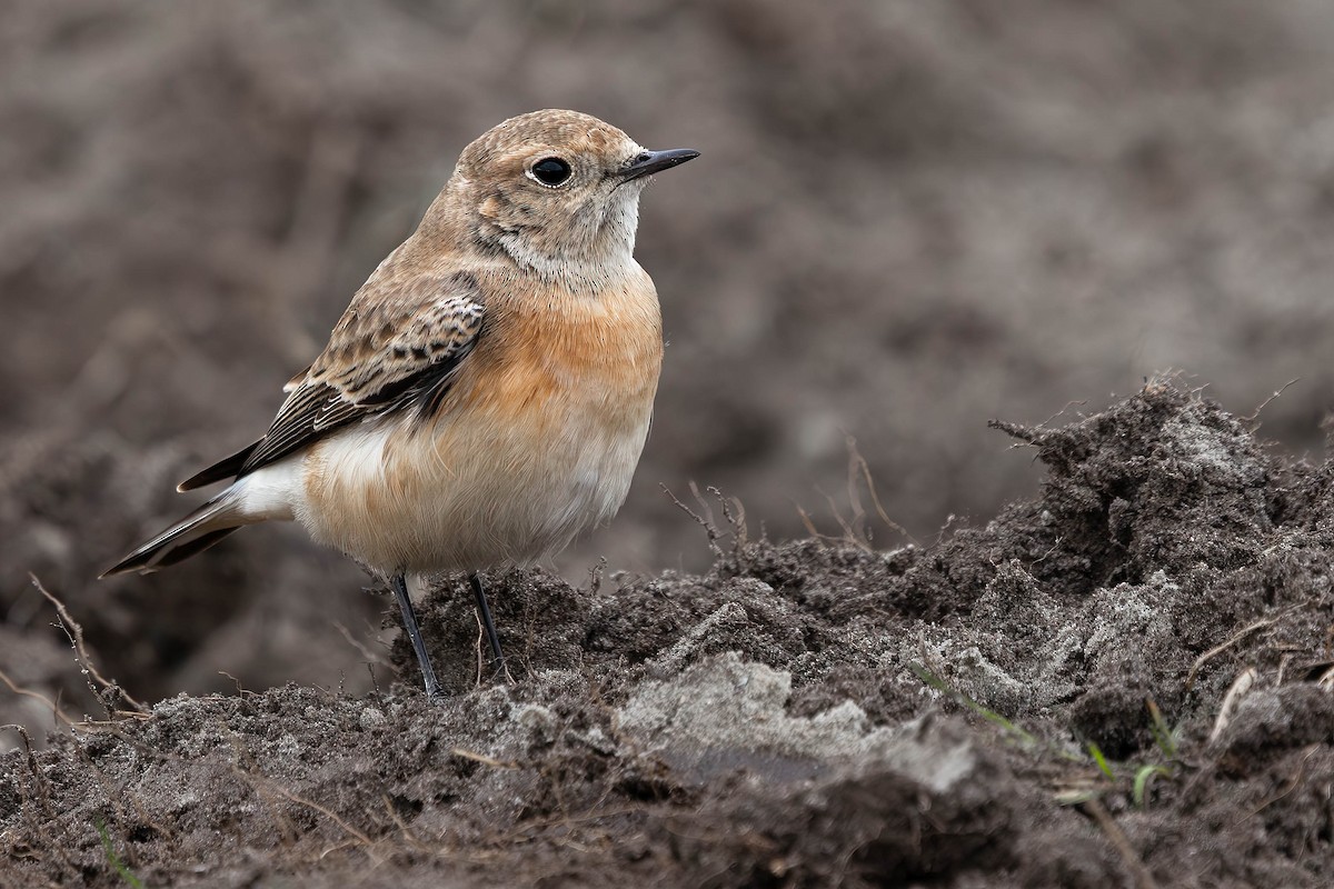 svartstrupesteinskvett - ML644712153