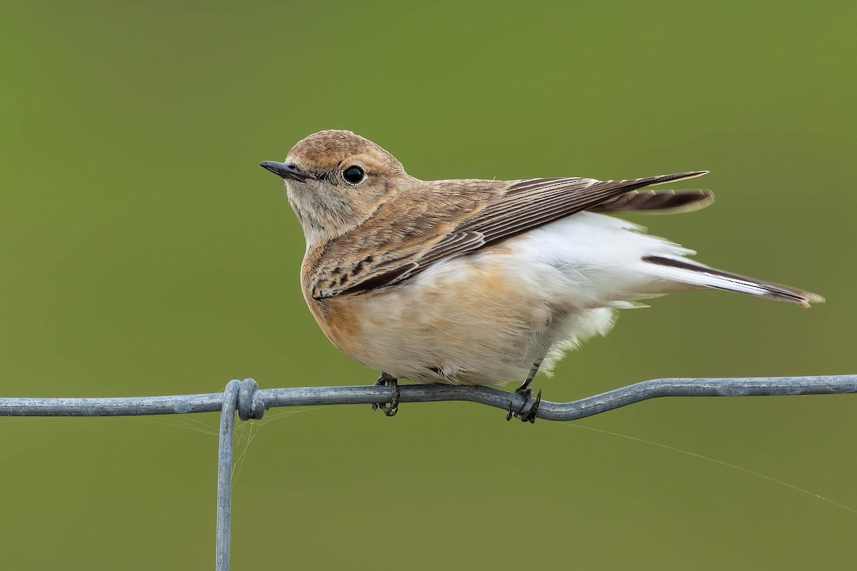 svartstrupesteinskvett - ML644712154