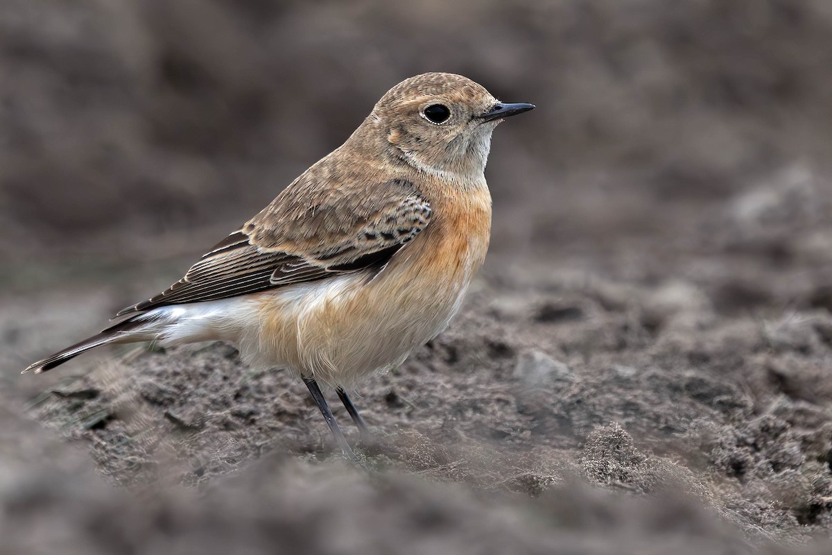 svartstrupesteinskvett - ML644712155