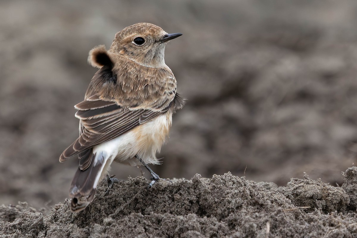 svartstrupesteinskvett - ML644712156