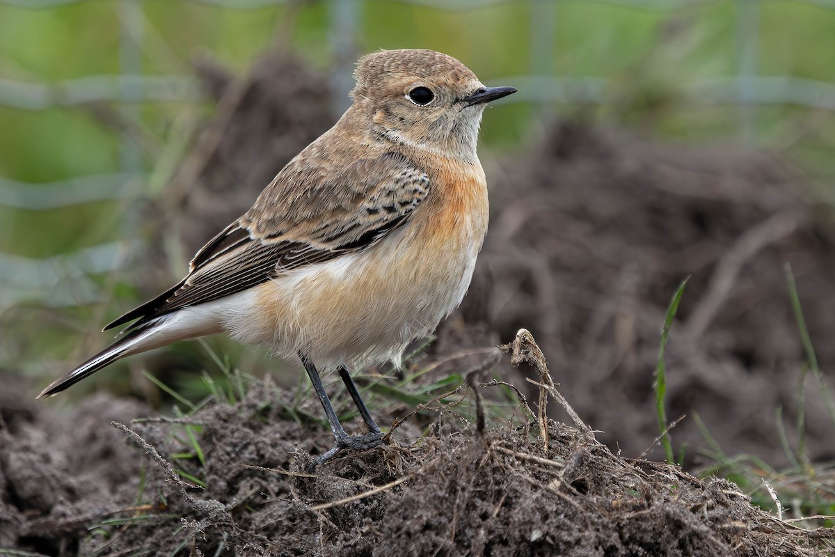 svartstrupesteinskvett - ML644712157