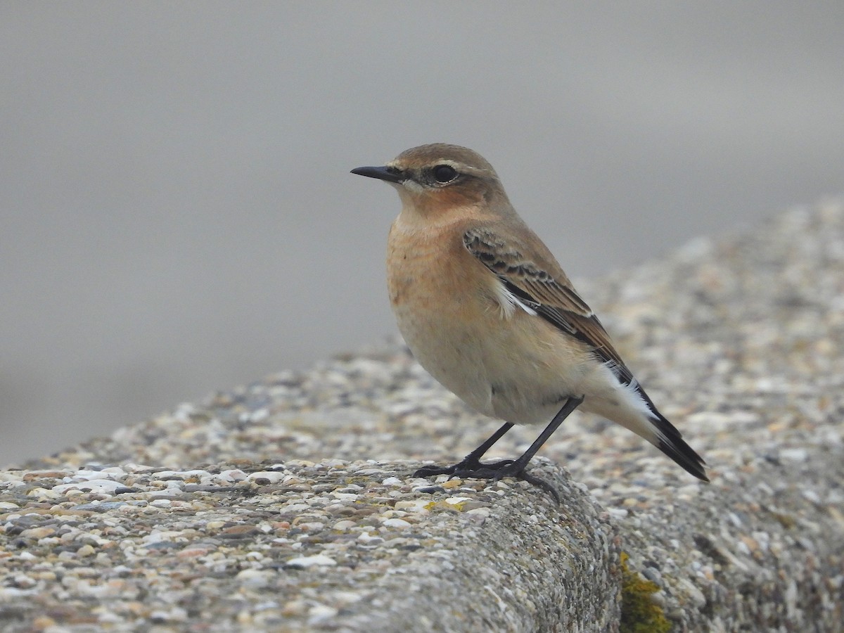 ハシグロヒタキ - ML644712159