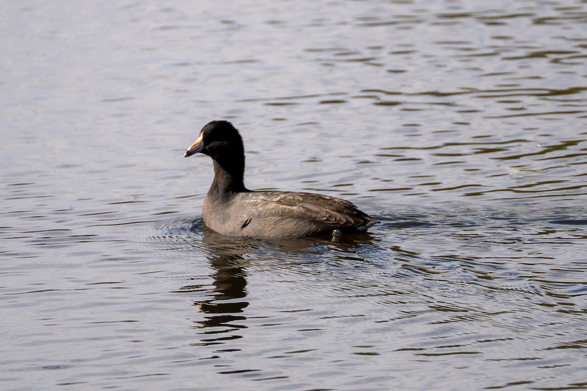 Лиска американська - ML644712171