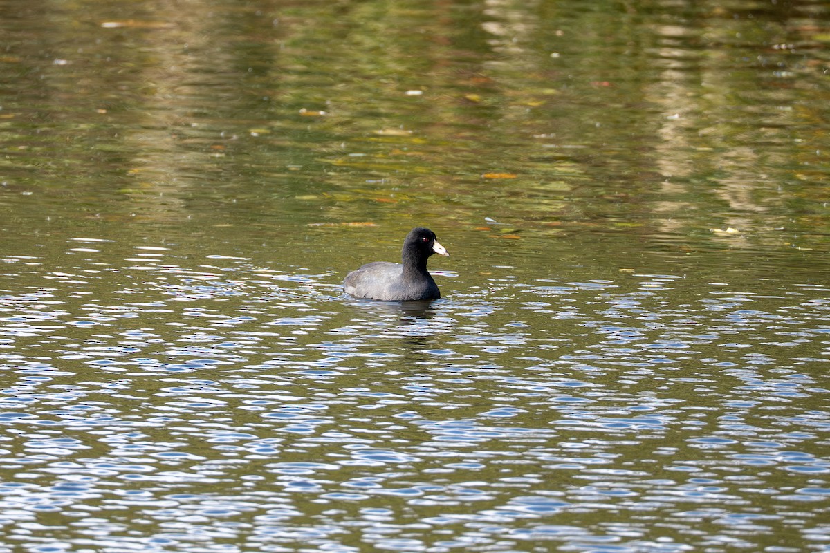 Лиска американська - ML644712173