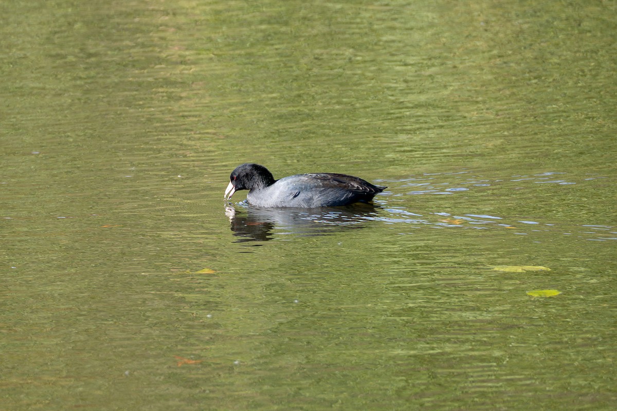 Лиска американська - ML644712174