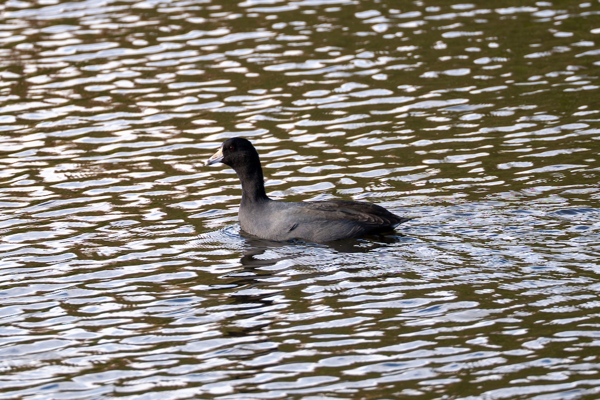 Лиска американська - ML644712177