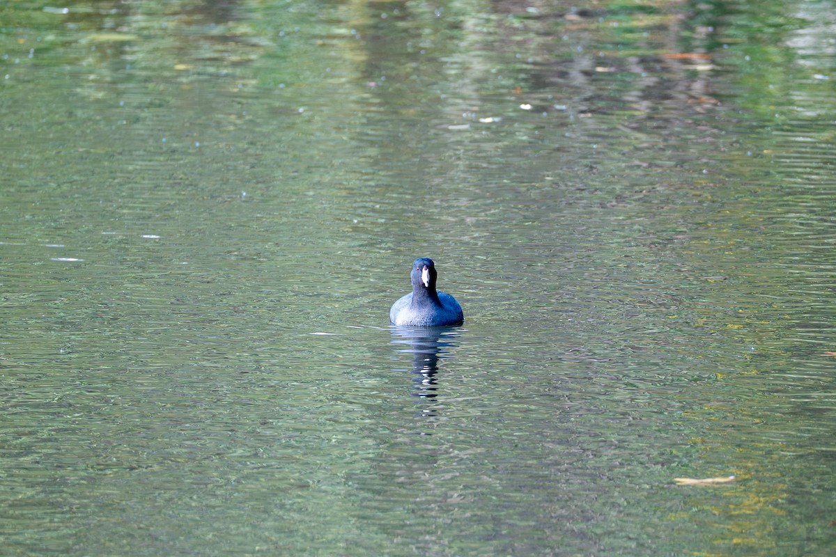 Лиска американська - ML644712179