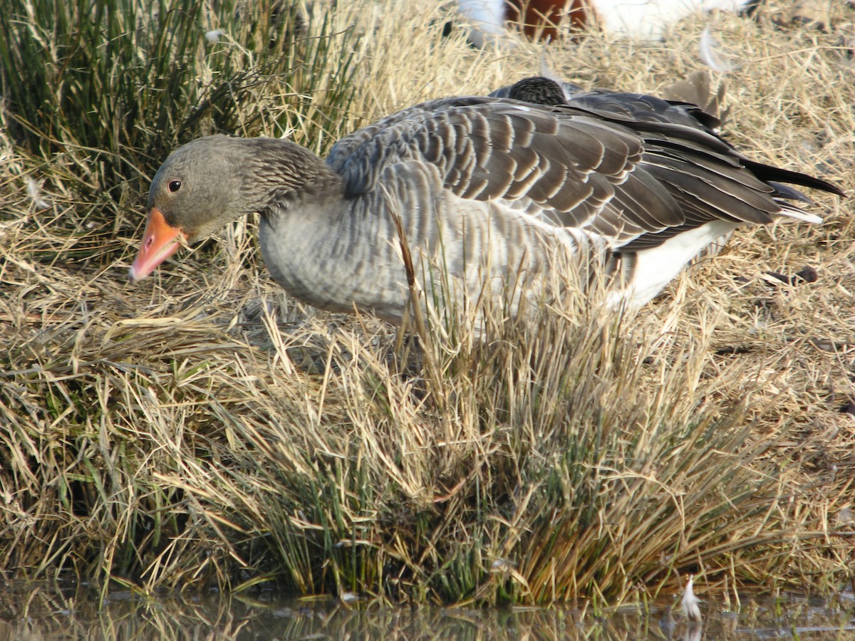 Oca selvatica - ML644712184