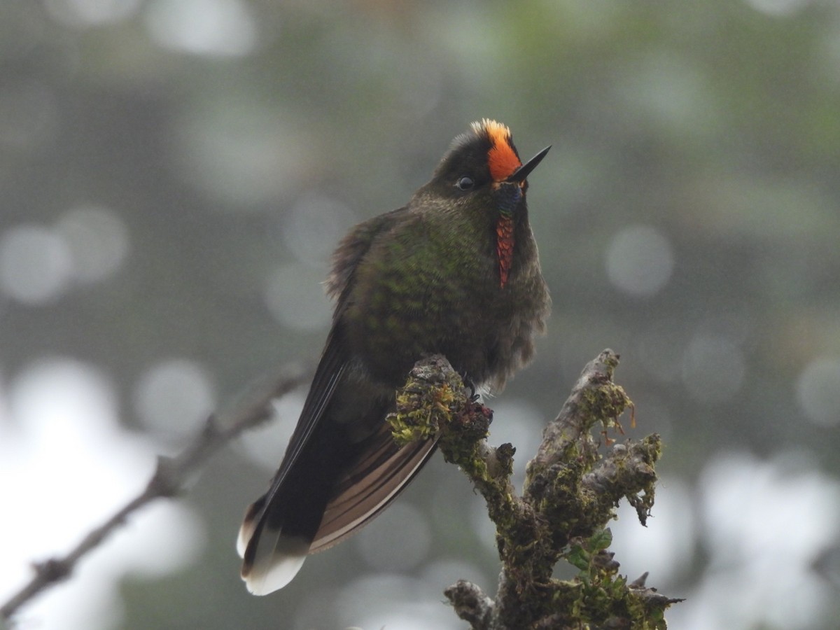 Rainbow-bearded Thornbill - ML644712191