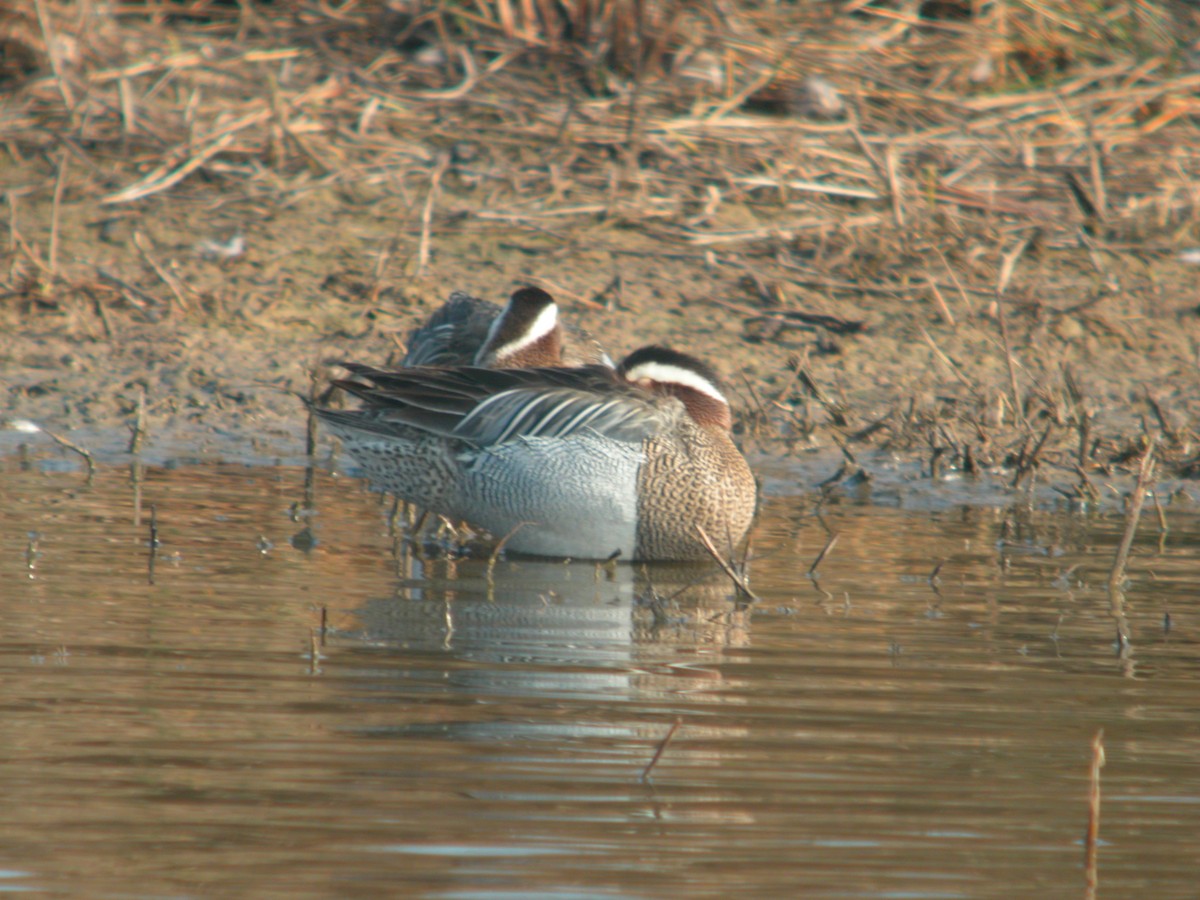 Marzaiola - ML644712194