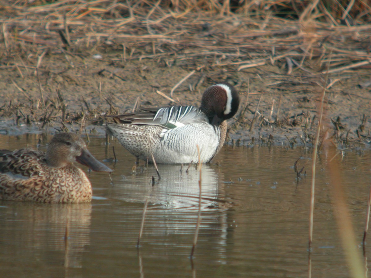 Marzaiola - ML644712195