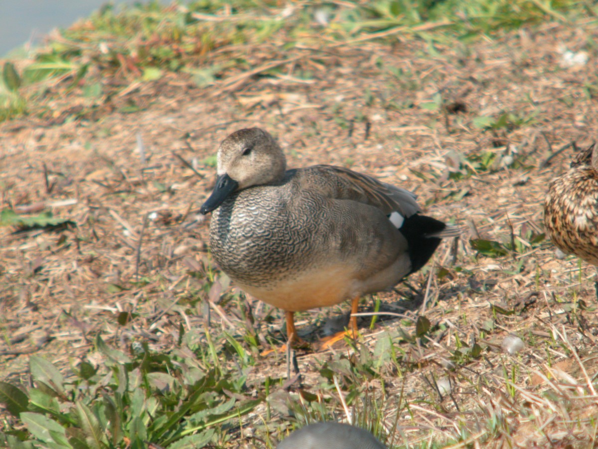 Canapiglia - ML644712201