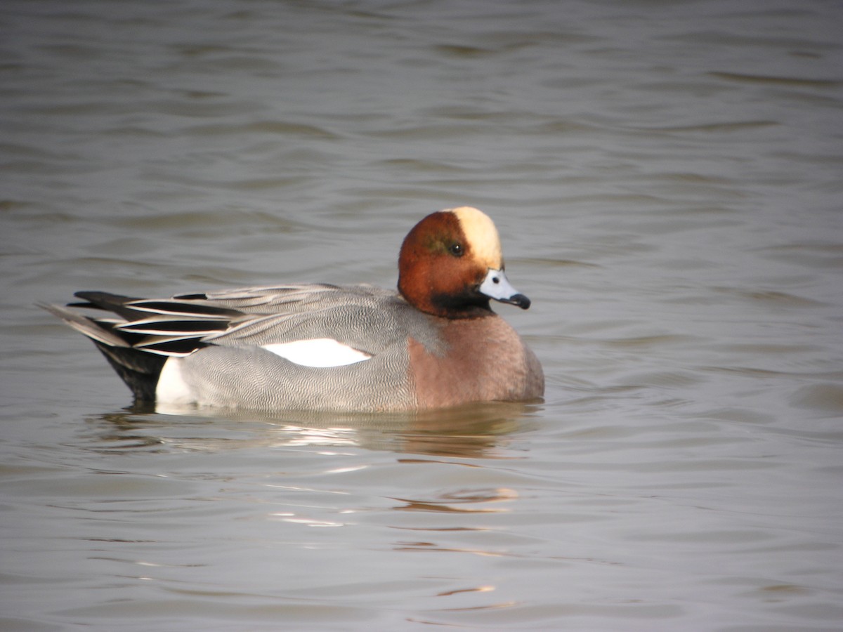 Fischione - ML644712206