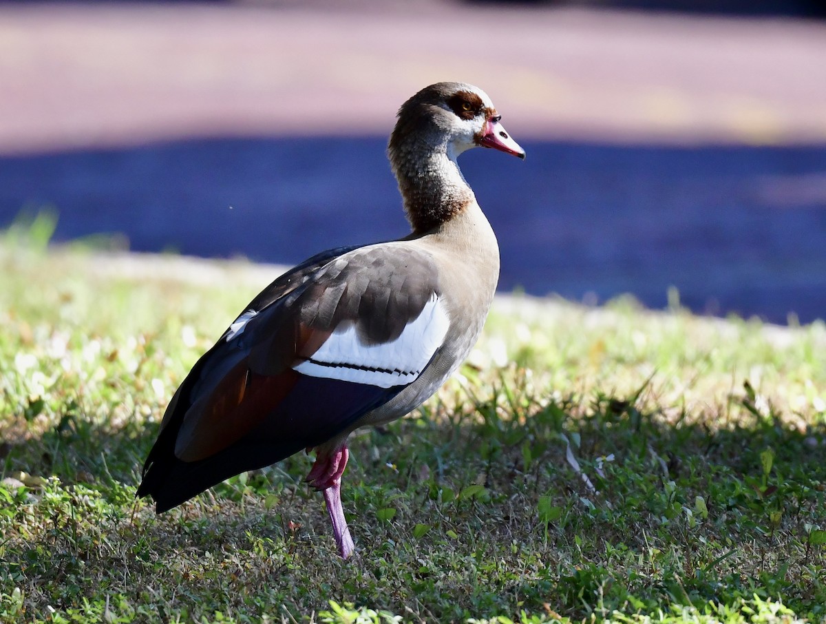 Egyptian Goose - ML644712207