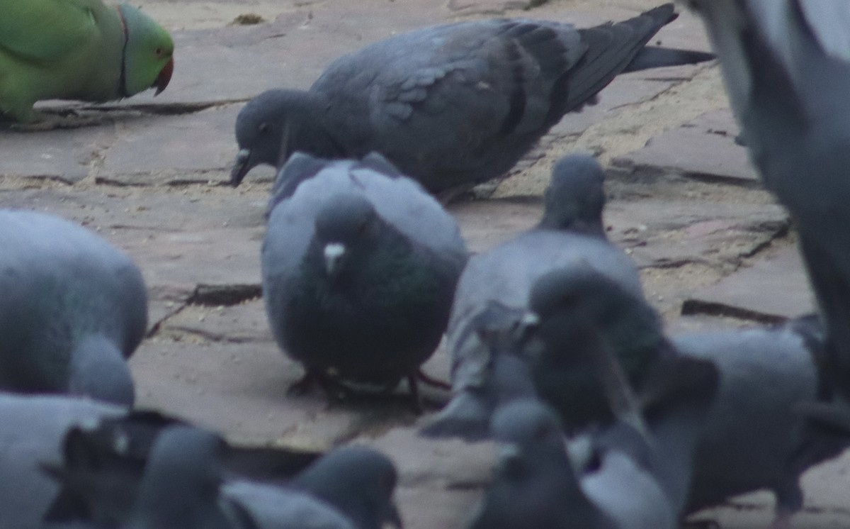 Pigeon biset (forme domestique) - ML644712209