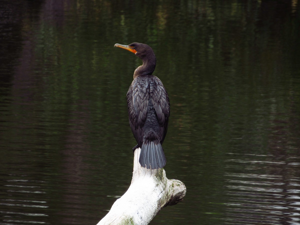 Double-crested Cormorant - ML644712212