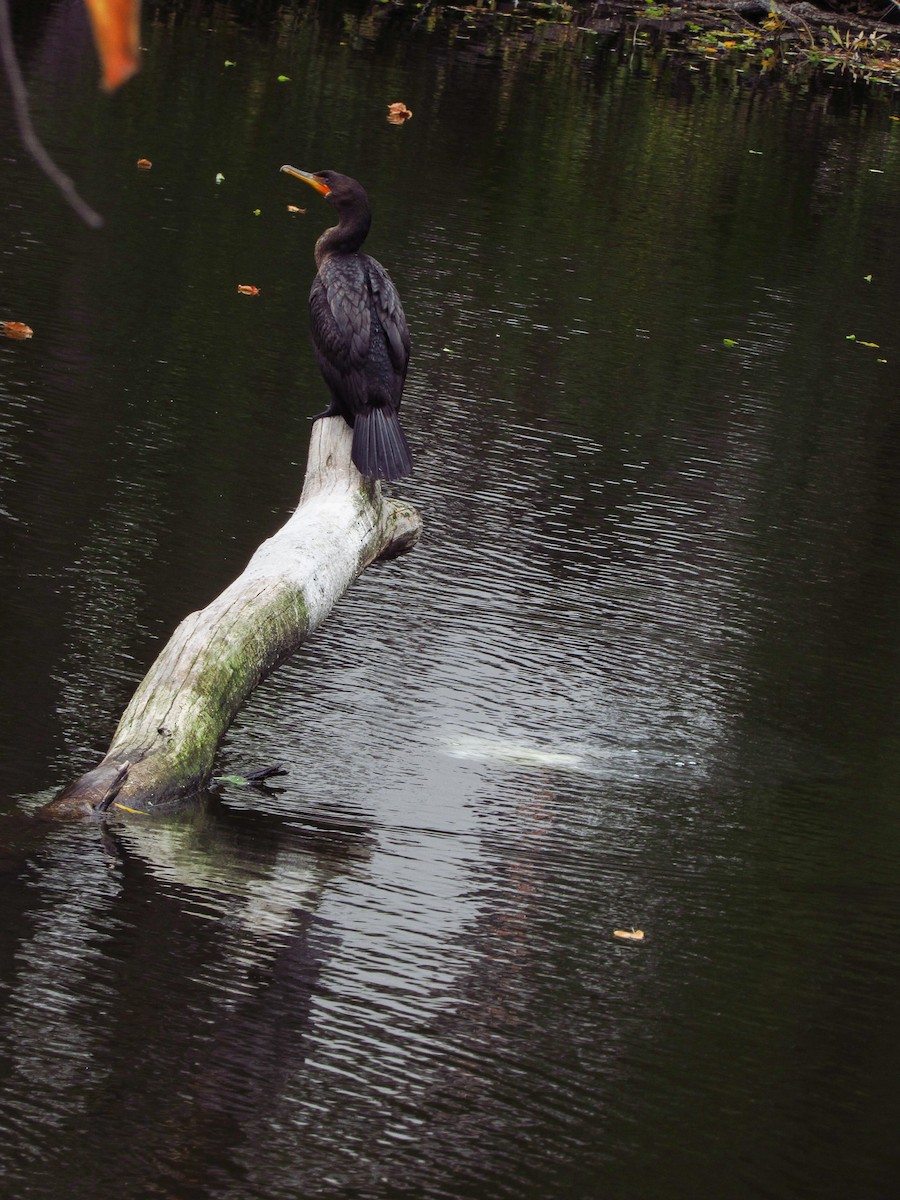 Double-crested Cormorant - ML644712213
