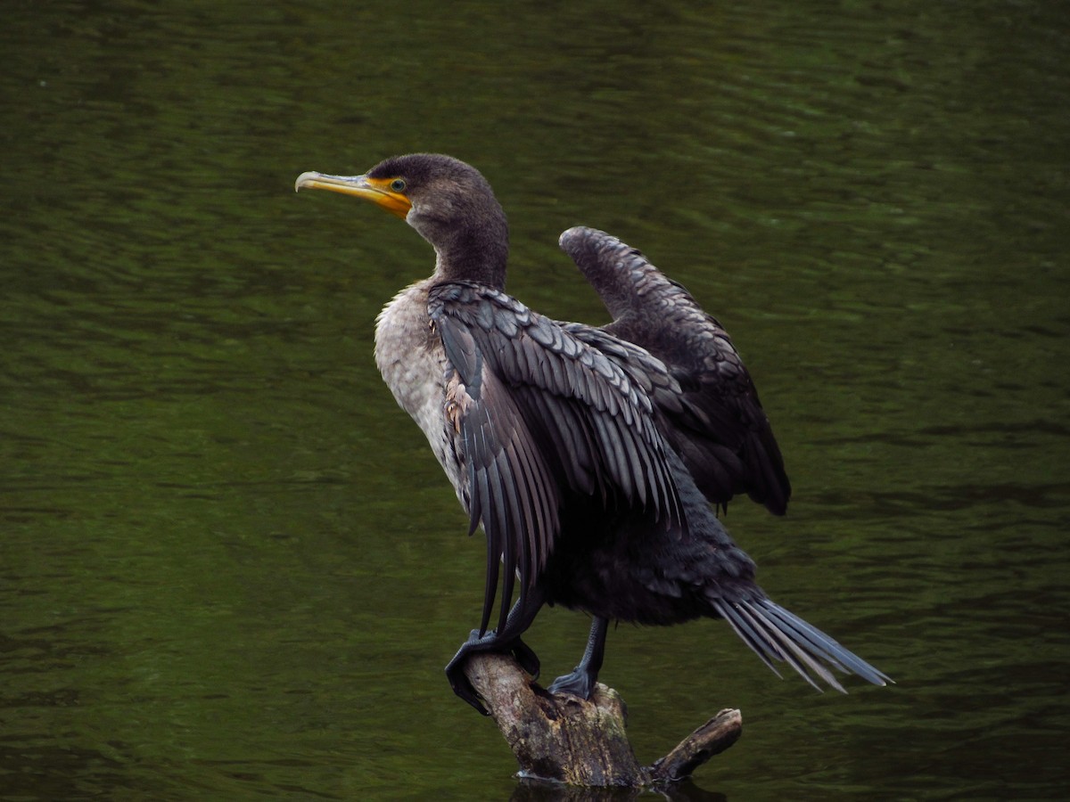 Double-crested Cormorant - ML644712214