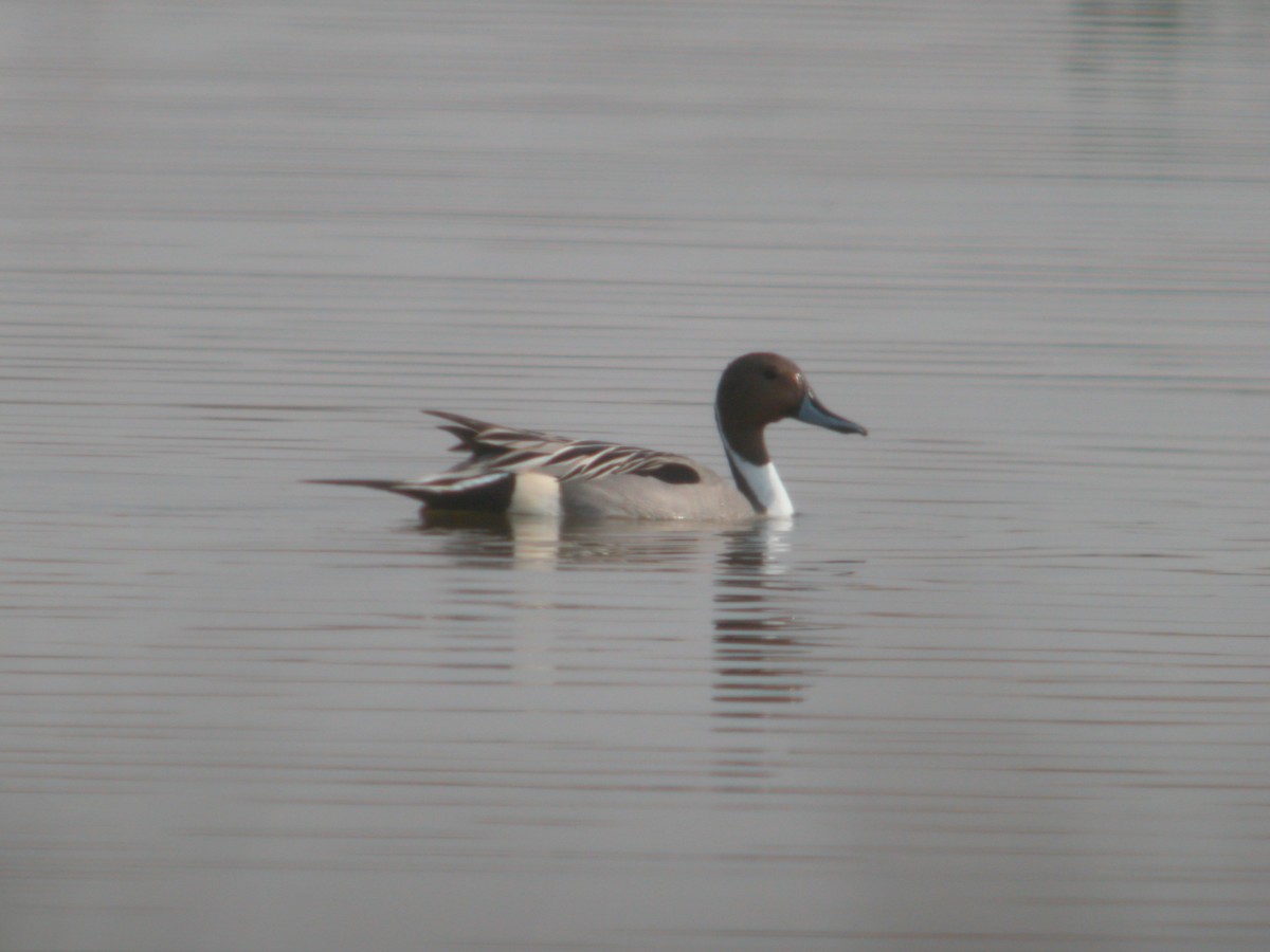 Codone - ML644712218