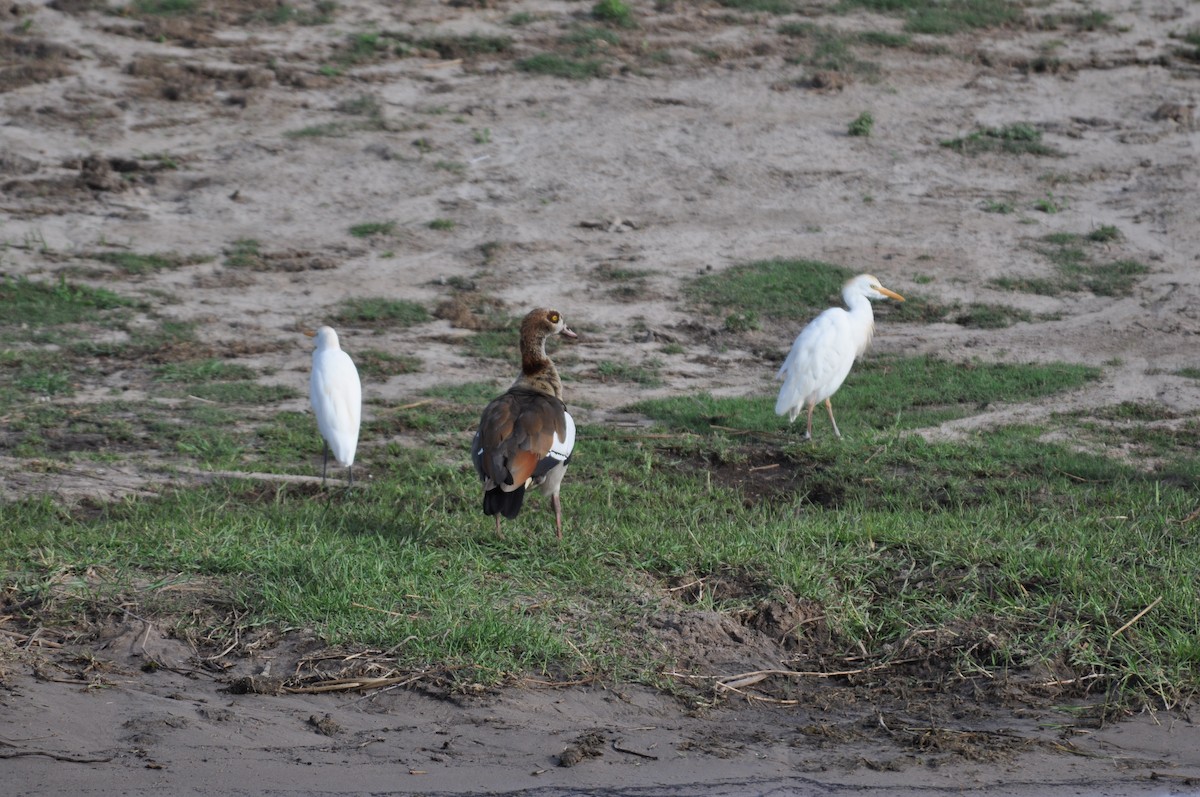 Egyptian Goose - ML644712229